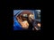 2025 Lexus NX NX 250 Premium